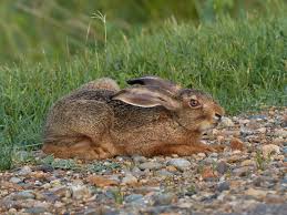 Attēlu rezultāti vaicājumam “Lepus europaeus”
