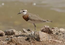 Image result for Charadrius asiaticus