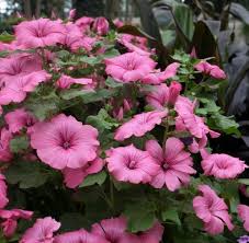 Image result for Lavatera trimestris