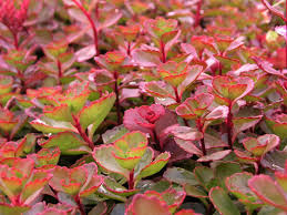 Attēlu rezultāti vaicājumam “Phedimus spurius leaf”
