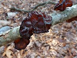 Attēlu rezultāti vaicājumam “Exidia recisa”