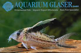 Image result for fish corydoras