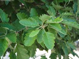 Attēlu rezultāti vaicājumam “Sorbus intermedia leaf”