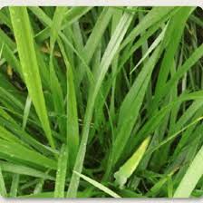 Attēlu rezultāti vaicājumam “Enteridium liceoides sessile”