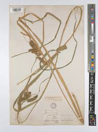 Attēlu rezultāti vaicājumam “Carex cespitosa flower”