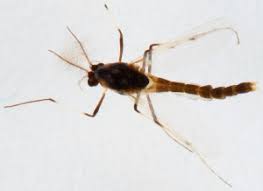 Attēlu rezultāti vaicājumam “Cricotopus”