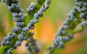 Attēlu rezultāti vaicājumam “Claustria didermoides macro”
