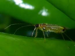 Attēlu rezultāti vaicājumam “Dicyphus sp.”