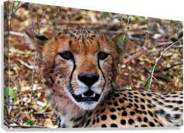 Afbeeldingsresultaat voor cheeta