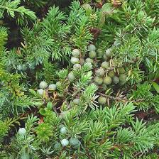 Attēlu rezultāti vaicājumam “Juniperus communis fruit”