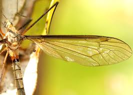 Attēlu rezultāti vaicājumam “Tipulidae”