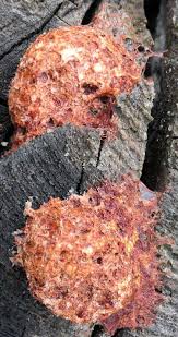 Attēlu rezultāti vaicājumam “Fuligo septica var. flava young”