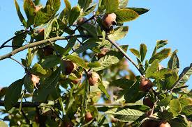 Attēlu rezultāti vaicājumam “Crataegus x macrocarpa fruit”