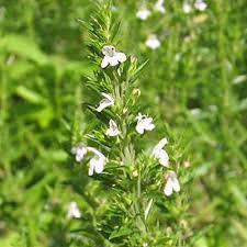 Image result for Satureja hortensis