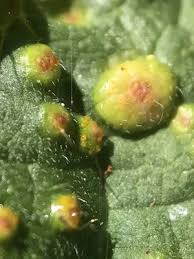 Attēlu rezultāti vaicājumam “Puccinia urticata”