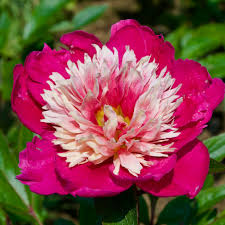 Attēlu rezultāti vaicājumam “Paeonia lactiflora”