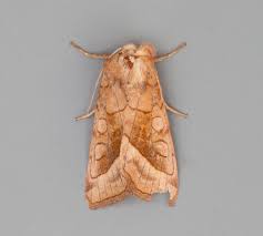 Attēlu rezultāti vaicājumam “Ypsolopha sequella”