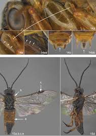 Attēlu rezultāti vaicājumam “Euura pedunculi”