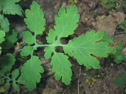 Image result for Chelidonium majus