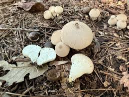 Attēlu rezultāti vaicājumam “Lycoperdon perlatum”
