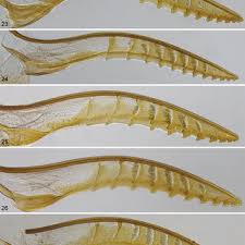 Attēlu rezultāti vaicājumam “Euura acutifoliae”