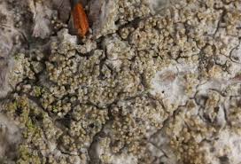 Attēlu rezultāti vaicājumam “Pertusaria coccodes”