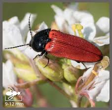 Attēlu rezultāti vaicājumam “Ampedus sp.”