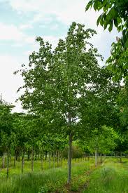 Attēlu rezultāti vaicājumam “Populus tremula”