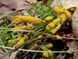 Attēlu rezultāti vaicājumam “Badhamia lilacina”