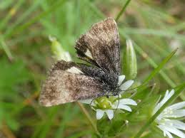 Attēlu rezultāti vaicājumam “Panemeria tenebrata”