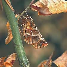 Attēlu rezultāti vaicājumam “Selenia dentaria larva”