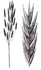 Attēlu rezultāti vaicājumam “Bromopsis inermis fruit”