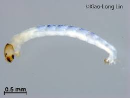 Attēlu rezultāti vaicājumam “Cricotopus”