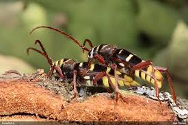 Attēlu rezultāti vaicājumam “Plagionotus detritus imago”