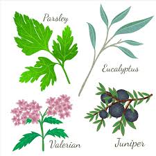 Attēlu rezultāti vaicājumam “Senecio viscosus fruit”