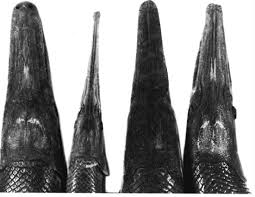 Image result for Garstang A S C