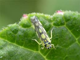 Attēlu rezultāti vaicājumam “Eupteryx vittata”