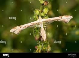 Attēlu rezultāti vaicājumam “Platyptilia sp.”