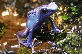 Image result for blauer baumsteiger