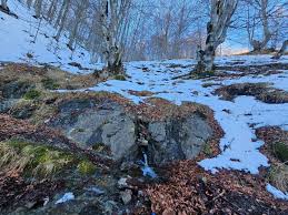 Attēlu rezultāti vaicājumam “Potamophylax”