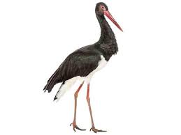 Attēlu rezultāti vaicājumam “Ciconiiformes”