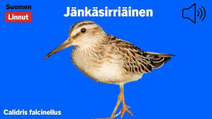 Attēlu rezultāti vaicājumam “Calidris falcinellus”