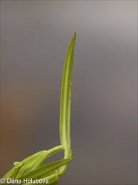 Attēlu rezultāti vaicājumam “Veronica scutellata bud”