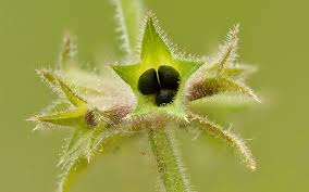 Attēlu rezultāti vaicājumam “Stachys sylvatica bud”