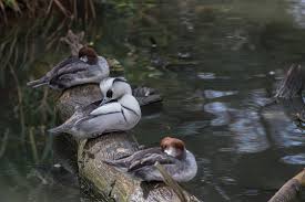 Attēlu rezultāti vaicājumam “Mergus albellus”