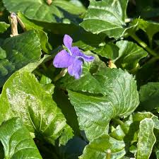 Attēlu rezultāti vaicājumam “Viola sororia”