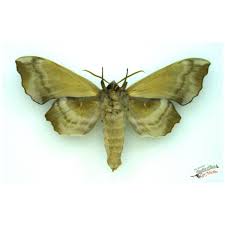 Attēlu rezultāti vaicājumam “Laothoe amurensis”