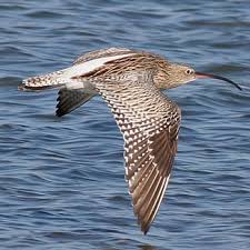 Attēlu rezultāti vaicājumam “Numenius arquata”