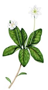 Attēlu rezultāti vaicājumam “Trientalis europaea leaf”