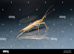 Attēlu rezultāti vaicājumam “Closterotomus biclavatus nymph”